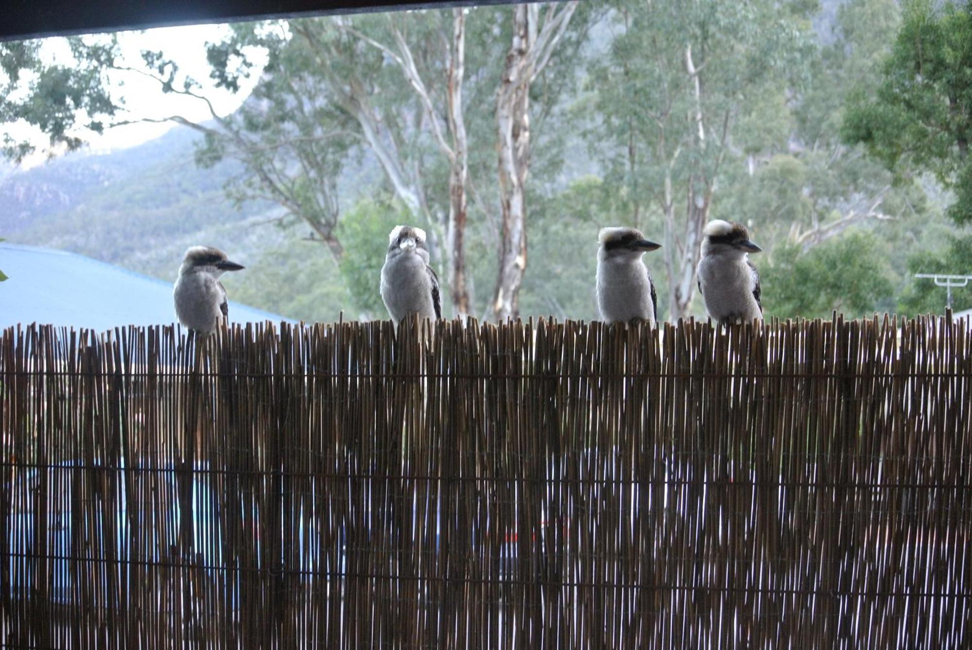 Kookaburra Motor Lodge Halls Gap Exteriör bild