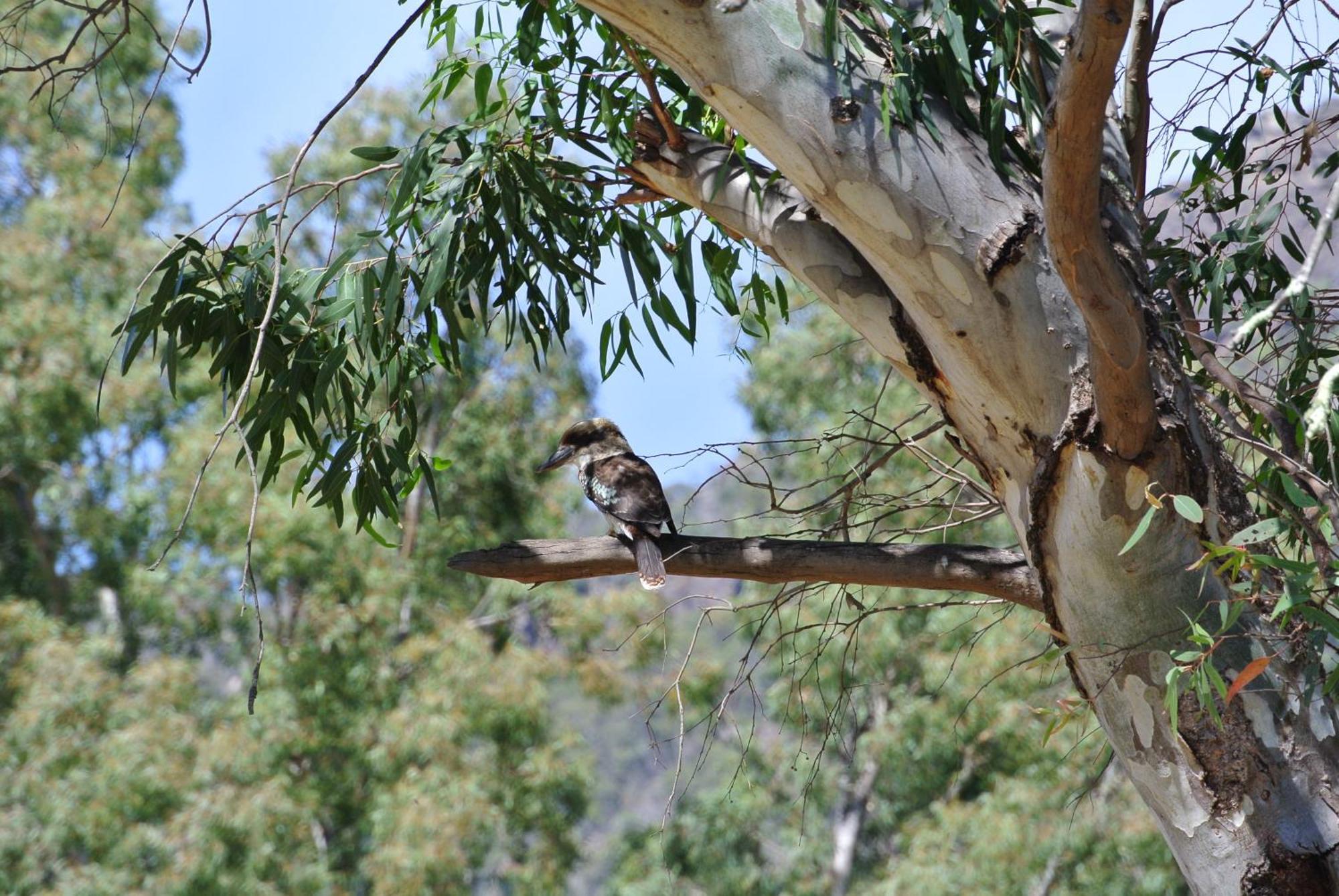 Kookaburra Motor Lodge Halls Gap Exteriör bild